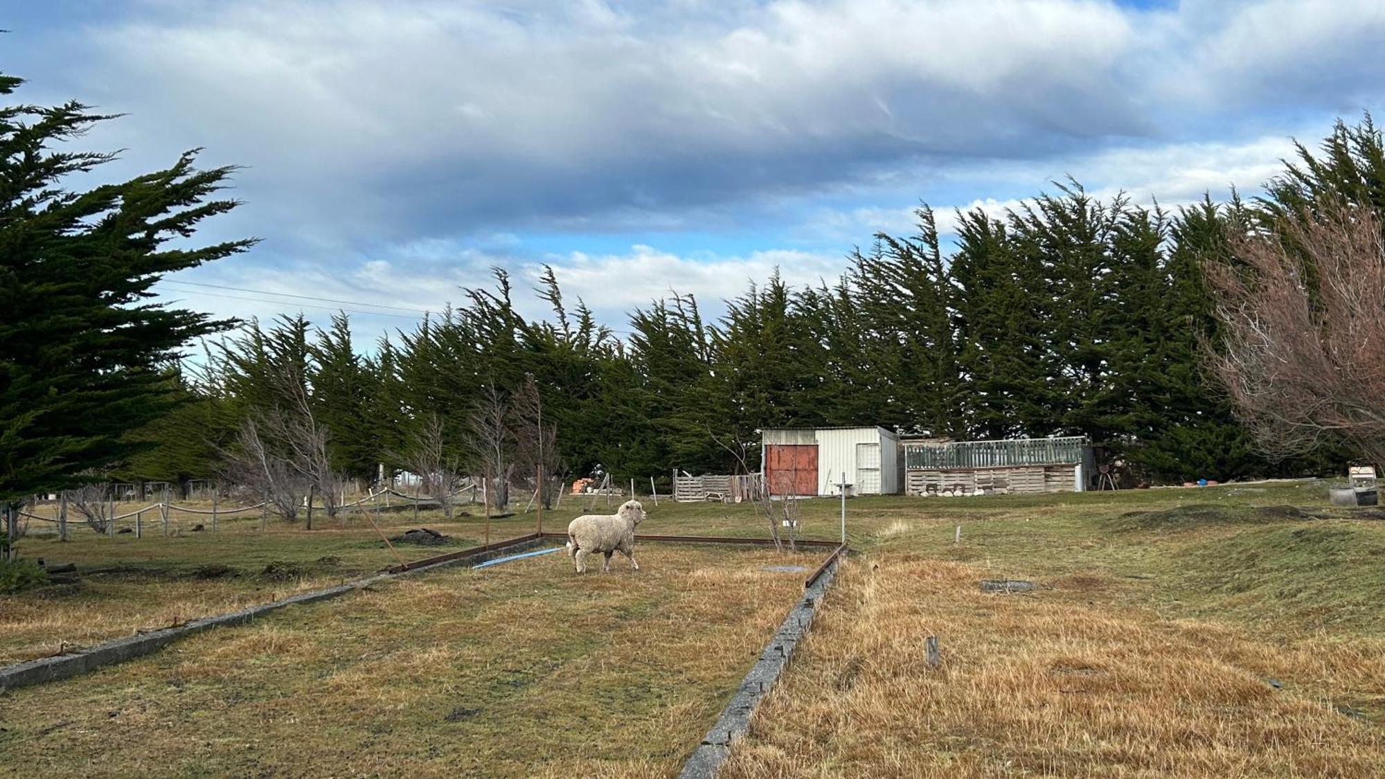 Hospedaje Isla Magdalena Punta Arenas Exterior foto