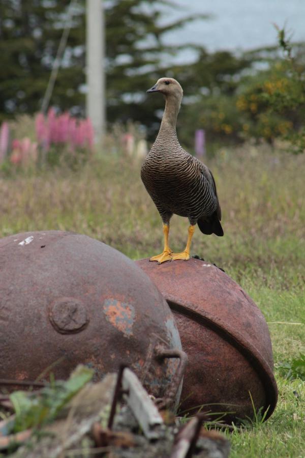 Hospedaje Isla Magdalena Punta Arenas Cameră foto